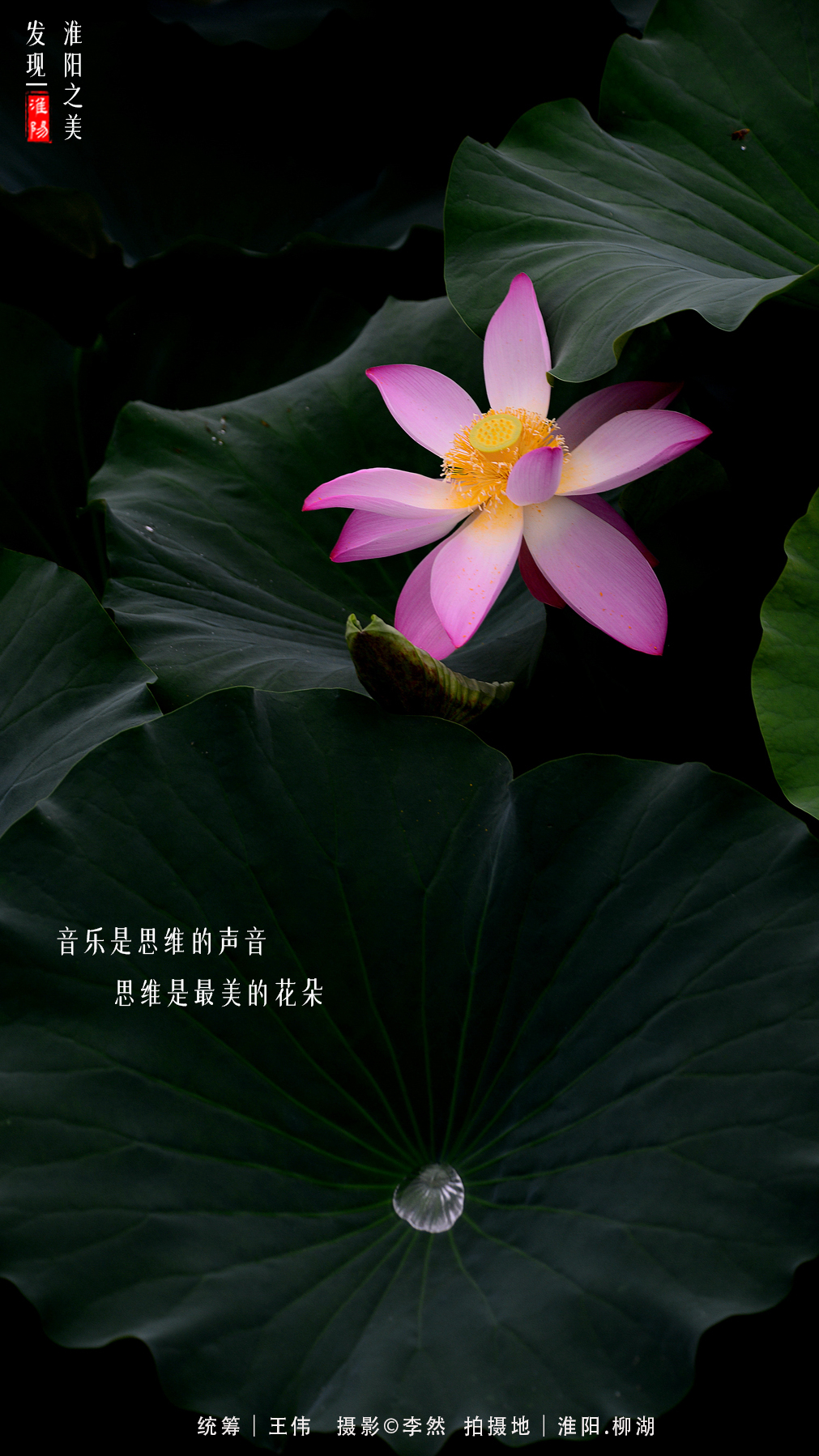 2021年周口淮阳荷花节,周口淮阳荷花节位置