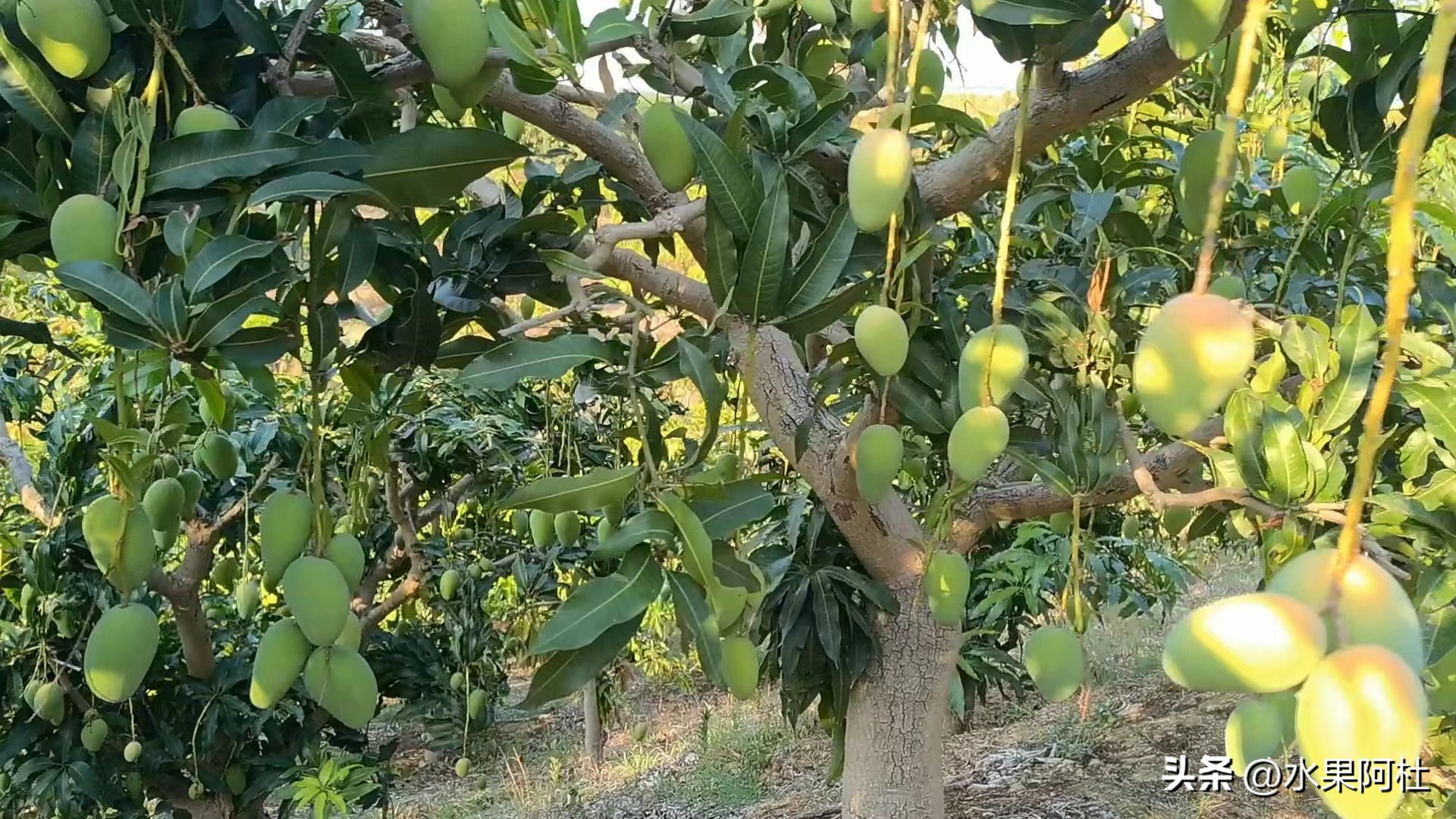 海南金煌芒果和广西大青芒区别,金煌芒凯特芒贵妃芒哪一种最好吃