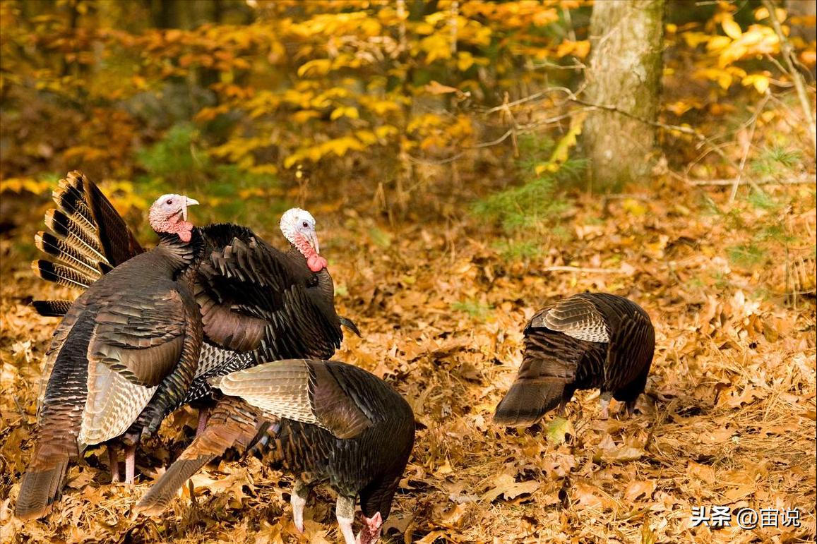 火鸡是否适应寒带地区养殖,火鸡养殖及营养价值