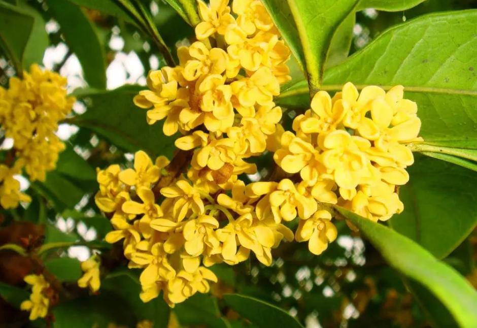 适合冬季喝的12种花茶功效,花茶黑茶绿茶红茶哪种解春困