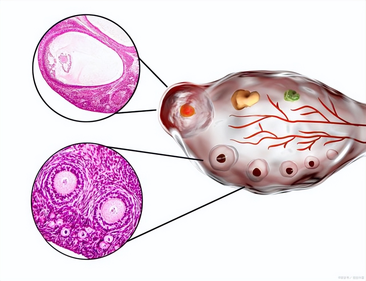 胚胎存活在子宫后方,胚胎放入子宫就能存活吗