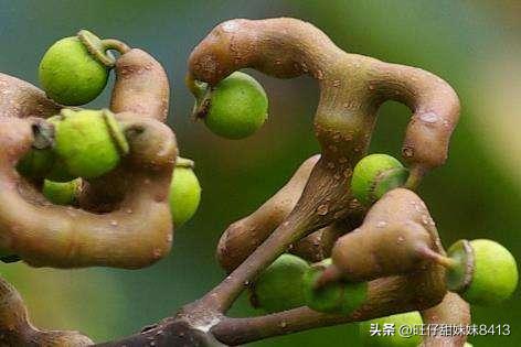 6种正在消失的水果,近年消失的水果