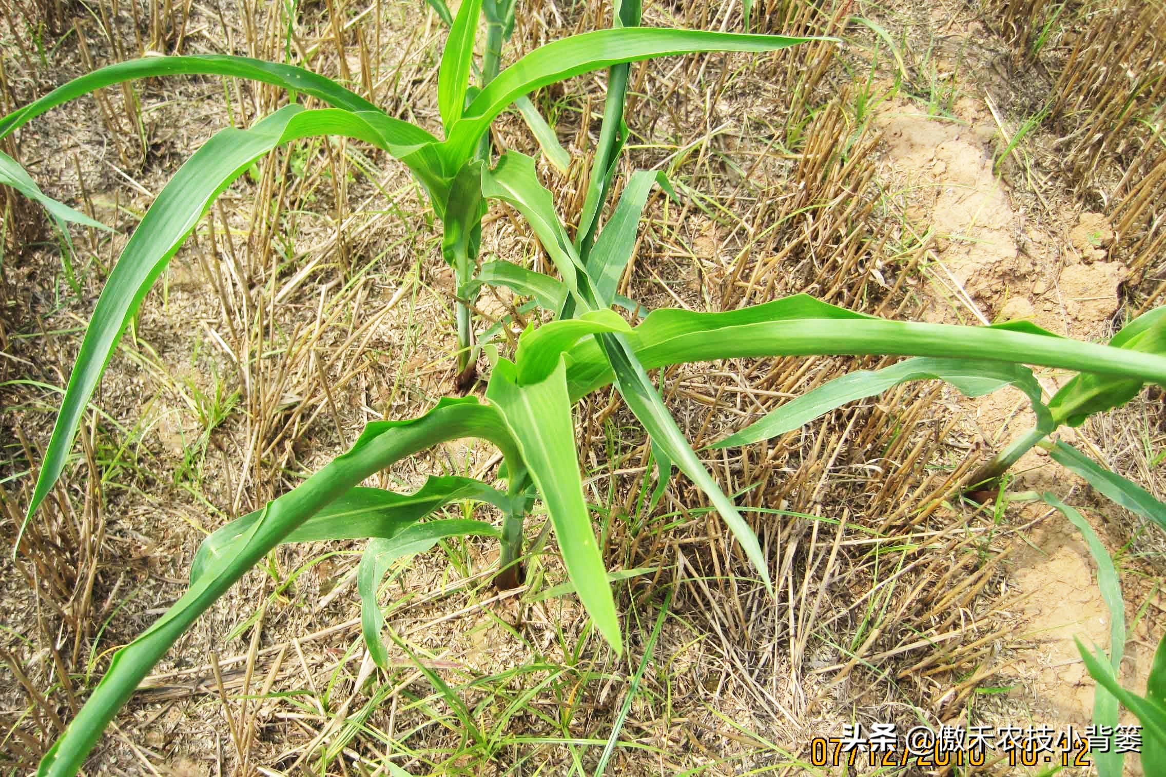 玉米根部出现畸形的原因,玉米卷叶头歪怎么办