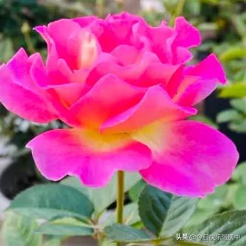 美醉了的月季花图片,各种颜色的月季花图片