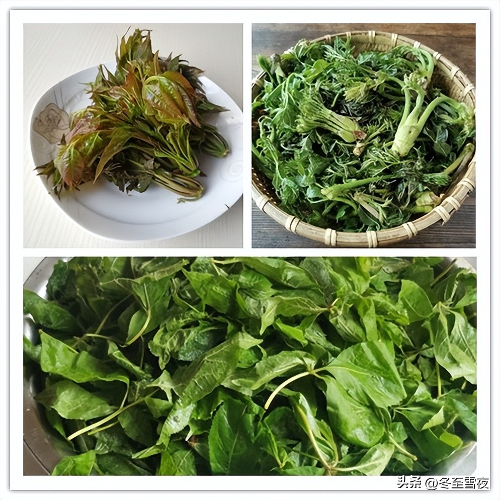 春天种植什么菜可以四季吃,春天种什么蔬菜营养好