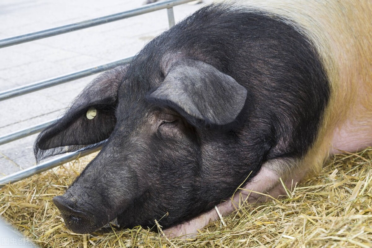 仔猪白痢、母猪阴道炎、子宫内膜炎、尿道炎的防治