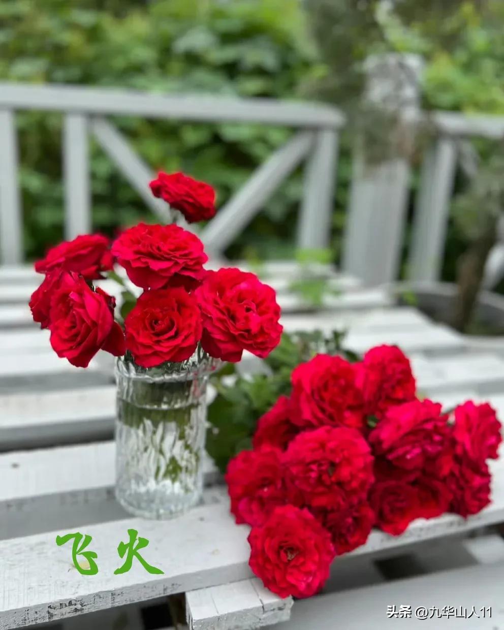 天狼无刺多头月季品种有哪些,天狼十大藤本月季排名