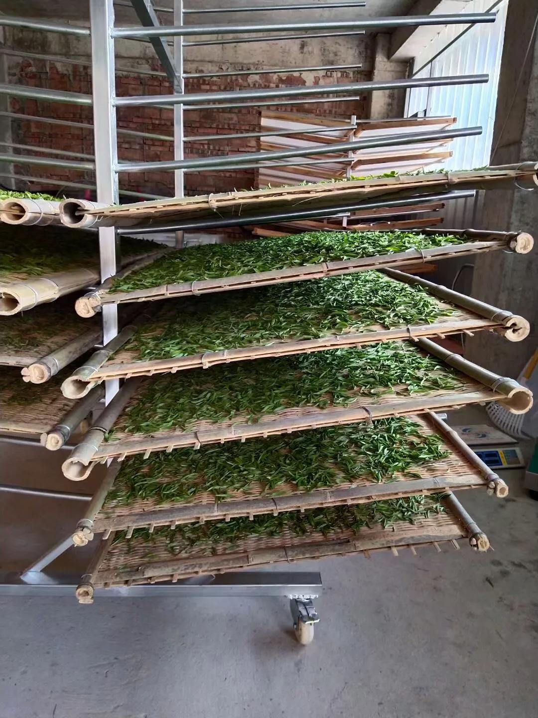 白牡丹福鼎白茶杀青吗,福鼎白茶制作时杀青吗