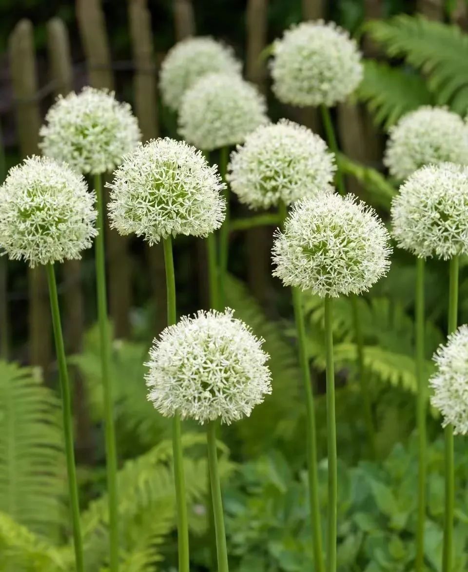 球根类花卉有哪些比较好养,有哪些好看的球根花卉盆栽