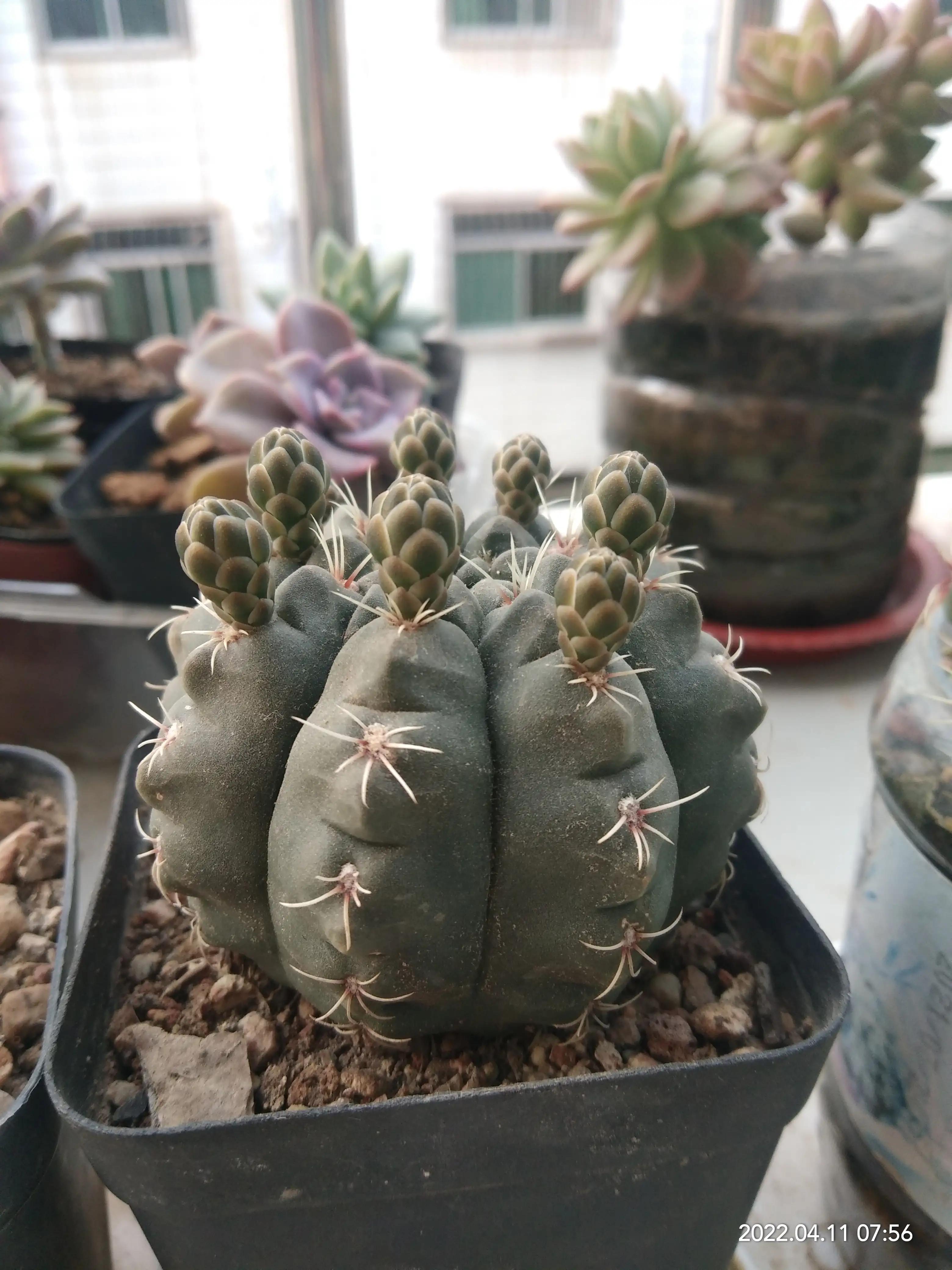 最好养的10种花排行第一名竟然是,好看又皮实勤花的花