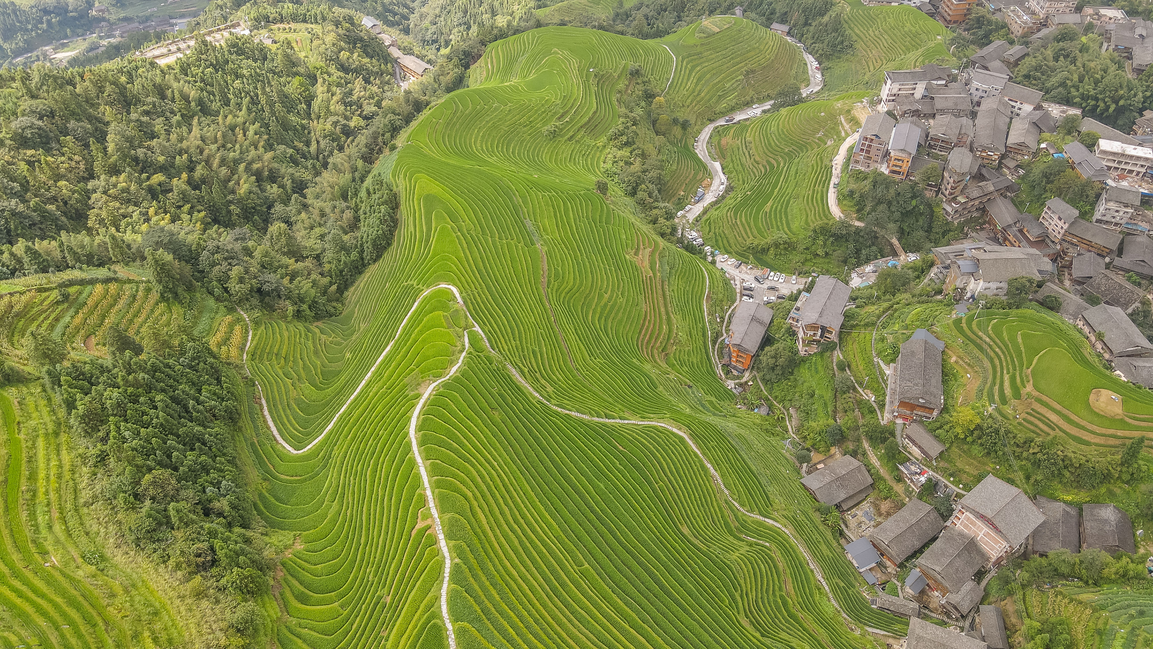 龙脊水稻梯田图片,龙脊水稻