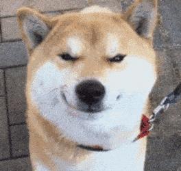 狗狗这几种行为把你当亲妈,狗狗把你当妈的表现