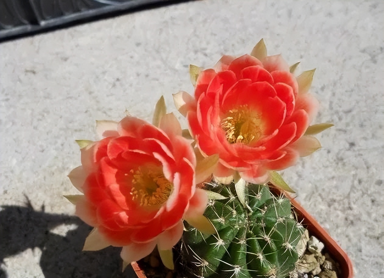 200种·仙人球开花图鉴，大开眼界，美到爆