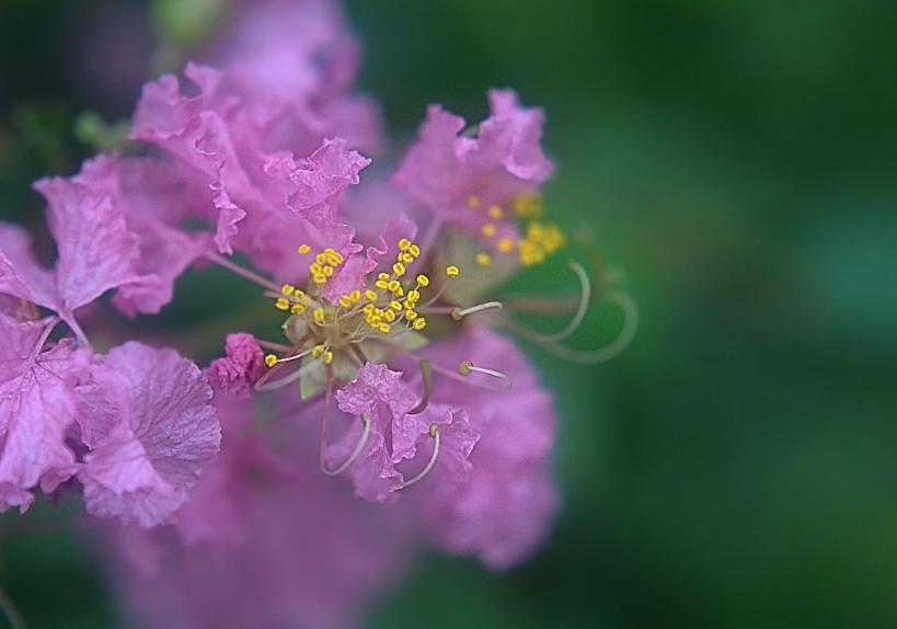 一树紫薇花,一树一树的紫薇花开