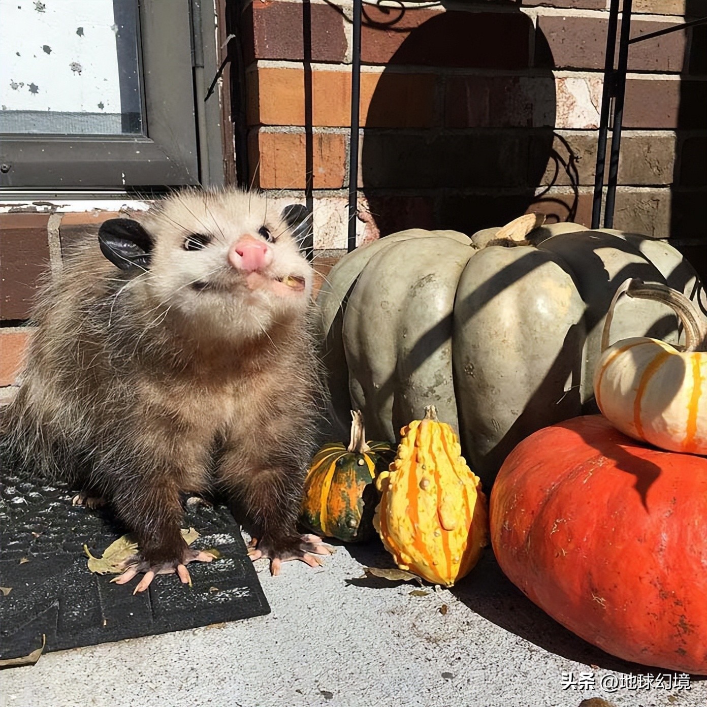 10种最罕见的神秘生物,35种罕见生物照片