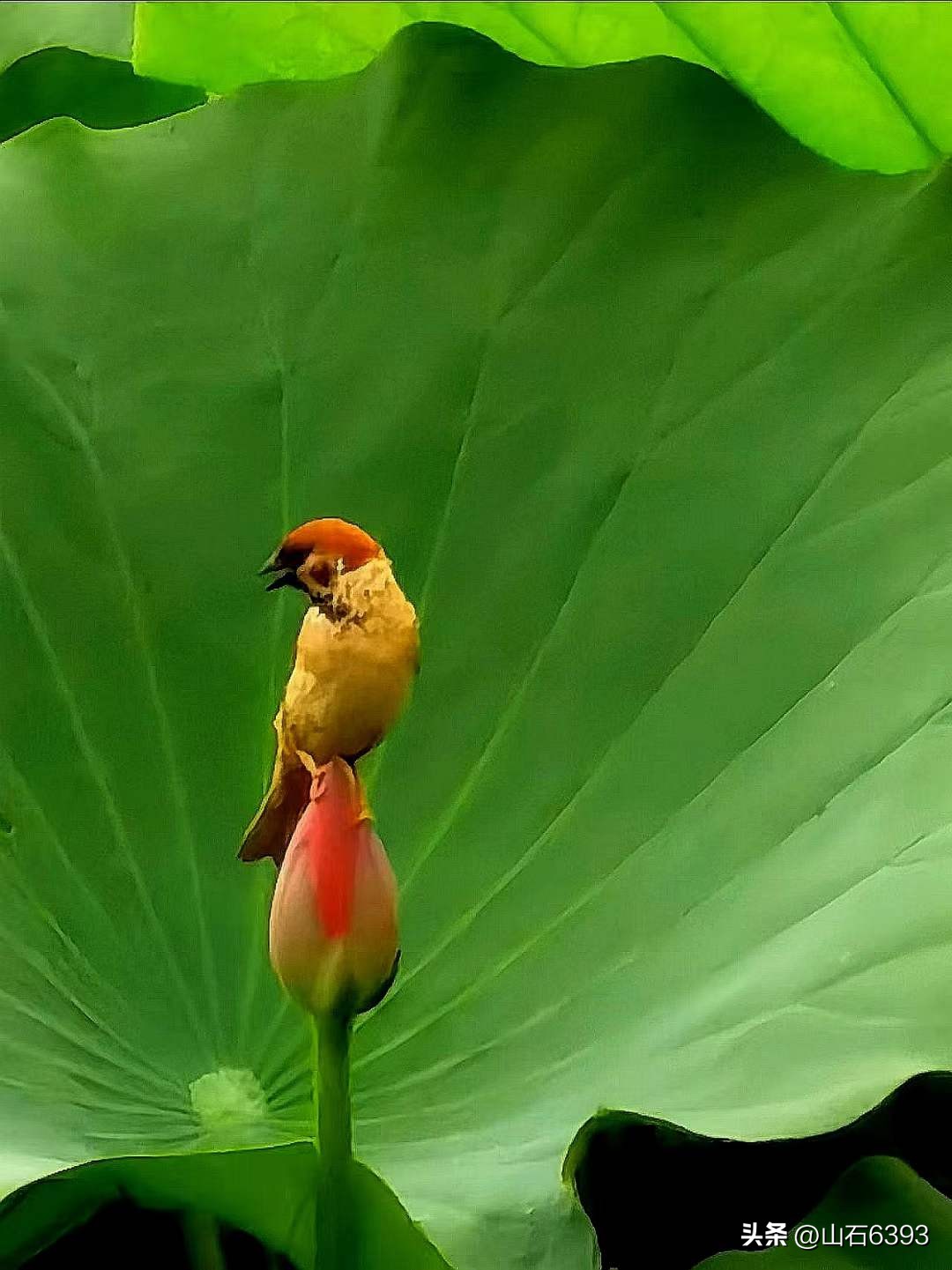 【战友美文】于天松：《麻雀，我爱你》（诗）