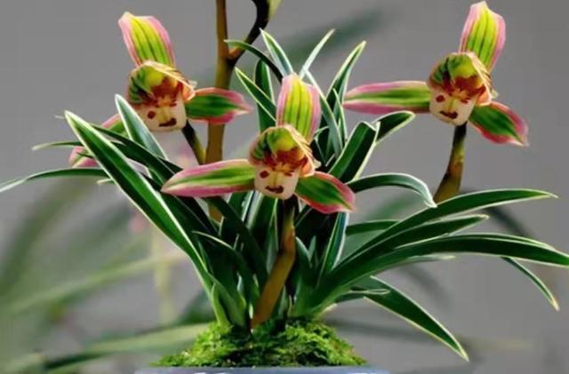 兰花开白花带青边哪个品种好,叶宽且带金边的兰花