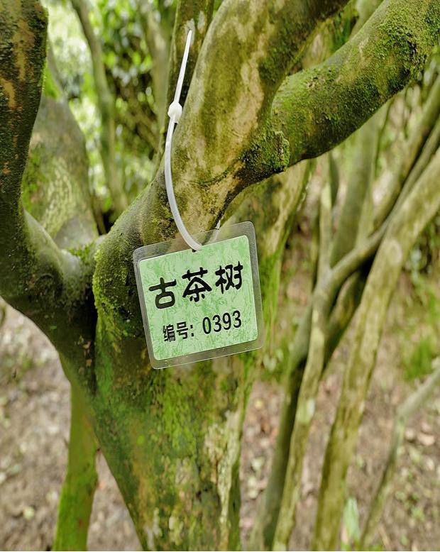 神秘湘西走个春在家吃自助烧烤,神秘湘西走个春