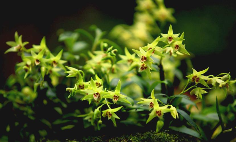 种植仙草一年收入,云南农民种仙草致富