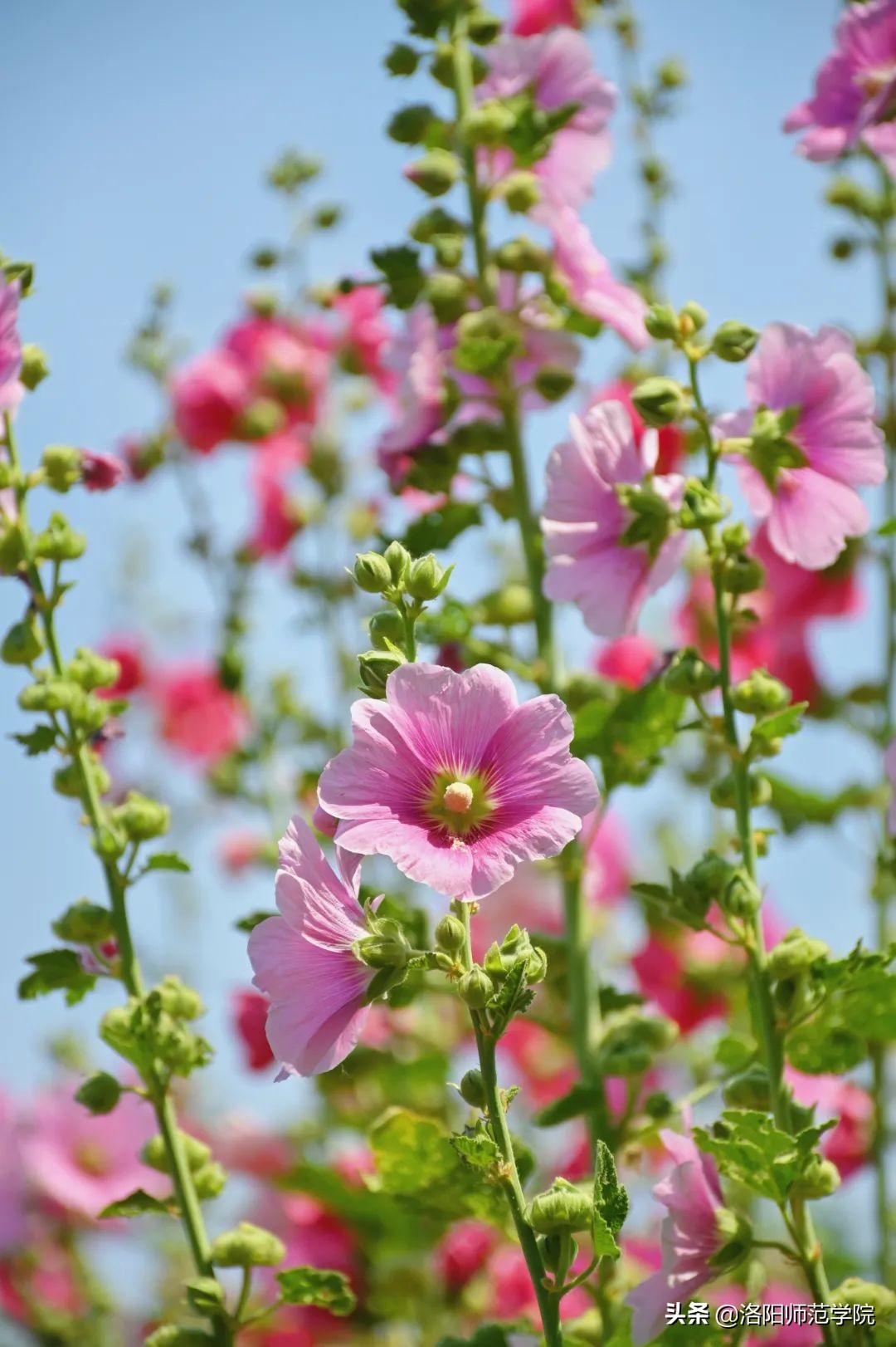 洛师好考吗,洛师最好的专业