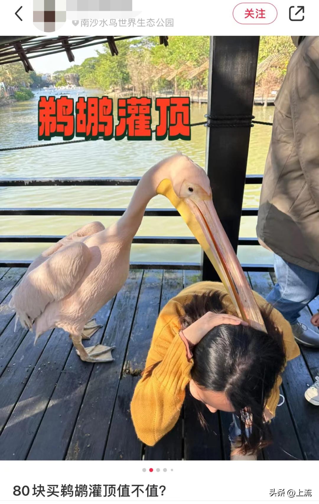 男孩景区遭鹈鹕灌顶,男孩被醍醐灌顶在什么景区