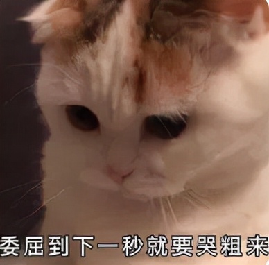 离婚女主持私生子,离婚女主持