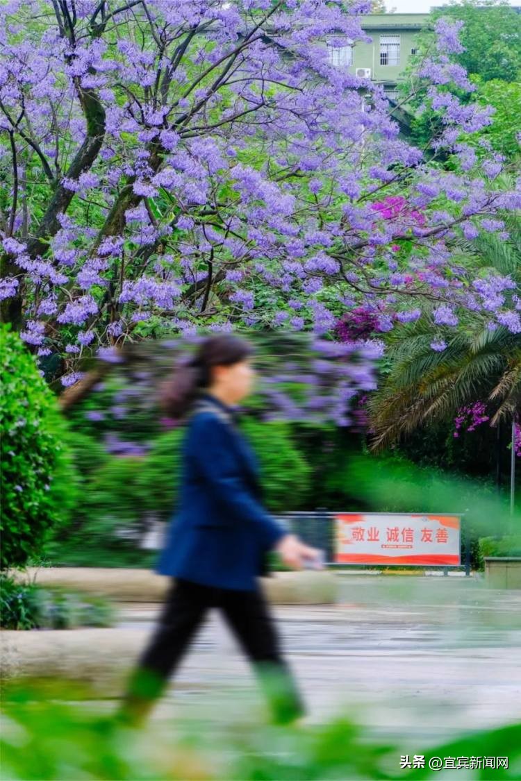 泸州蓝花楹打卡地,蓝花楹打卡点照片