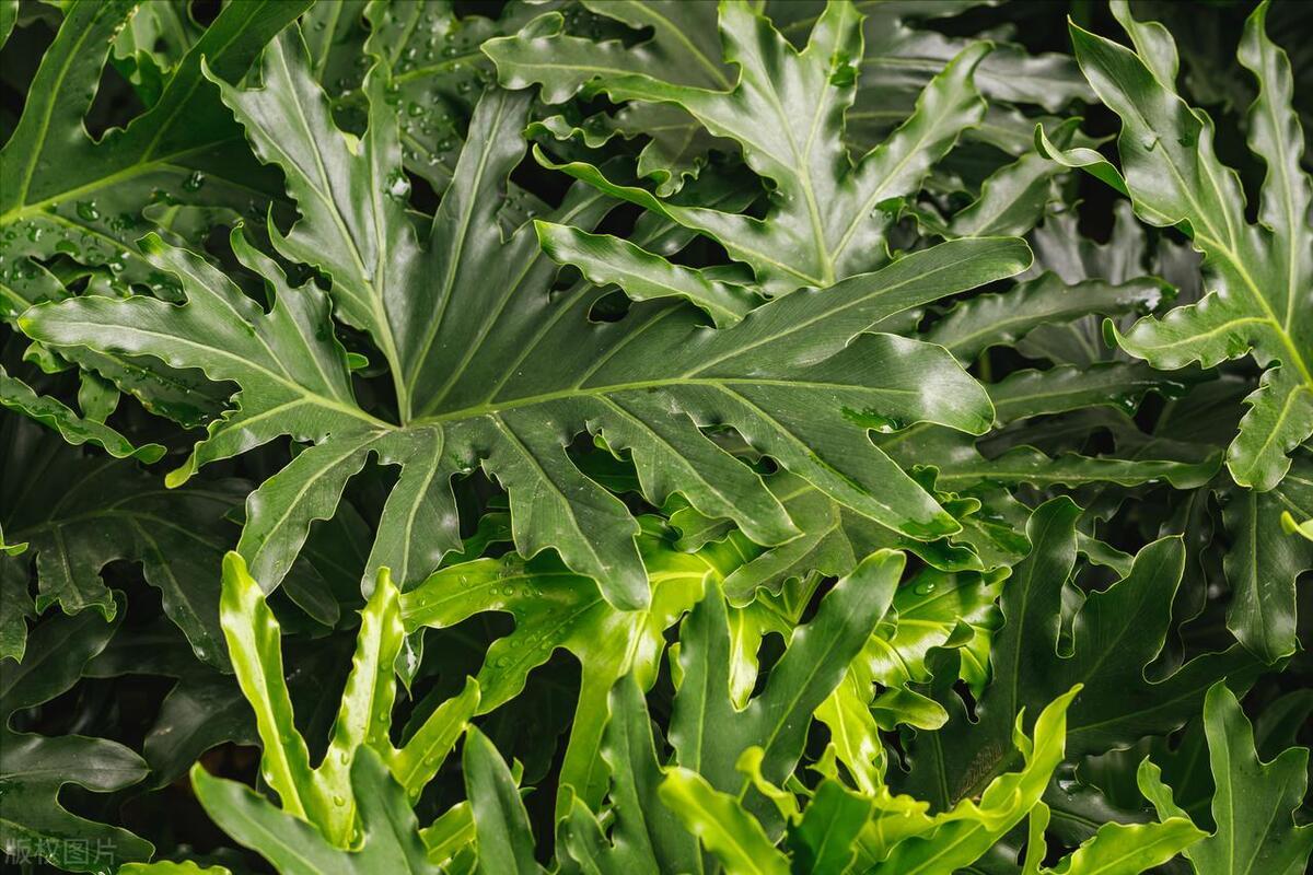 金钻的叶子上有黄斑点用什么药,金钻花的叶子有黄斑