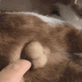 猫咪坐姿分辨性别,猫咪坐姿判断性别