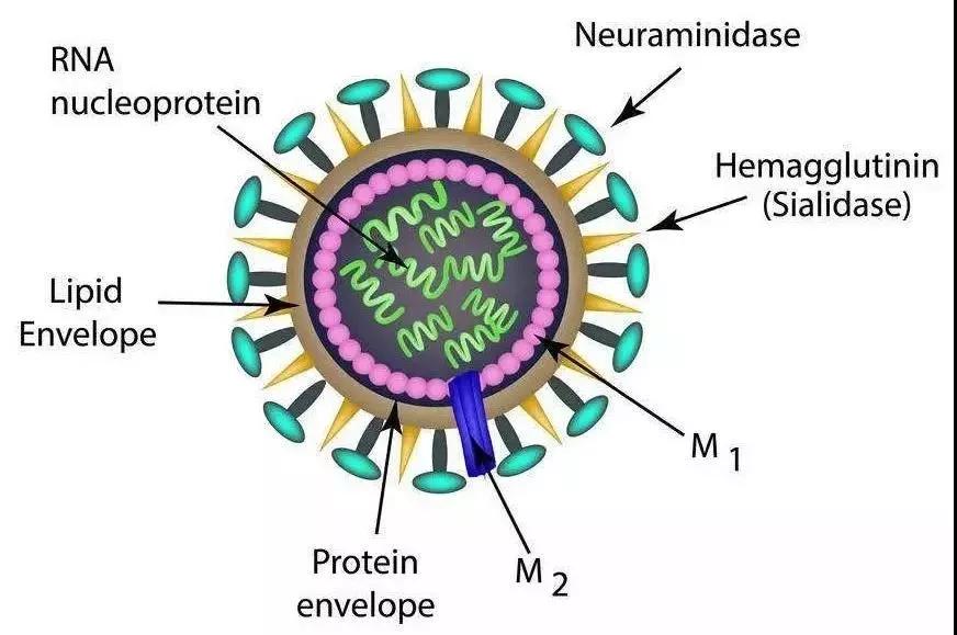 科普病毒与细菌,科普流感病毒