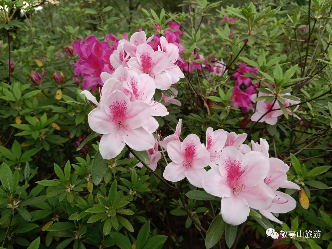 有一种春光叫杜鹃花,春天漫山遍野的杜鹃花开