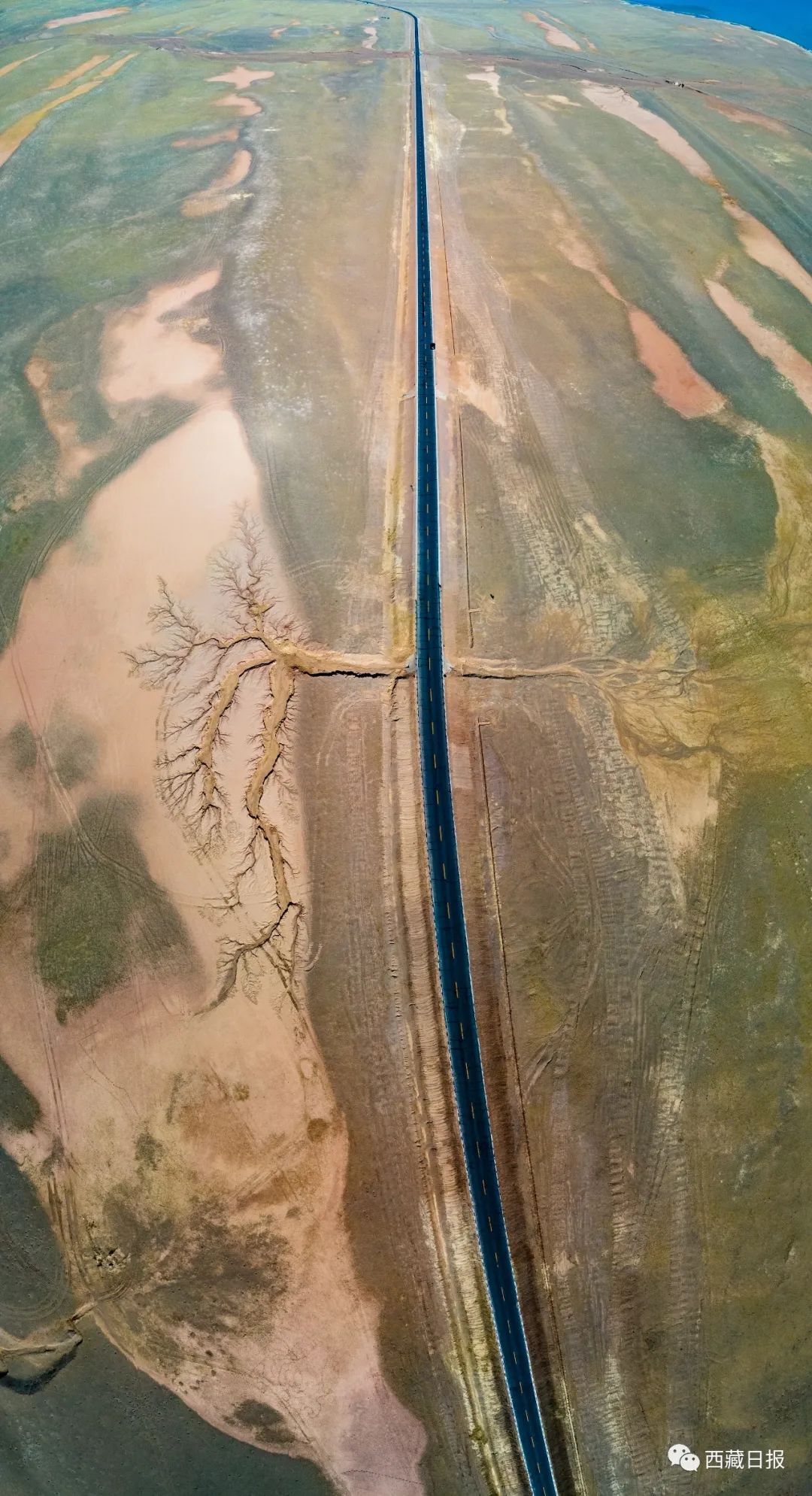 西藏的世界之树,西藏最大的大地之树