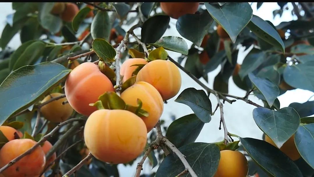 秋分是几月几号2021年,秋分早上好图片最新