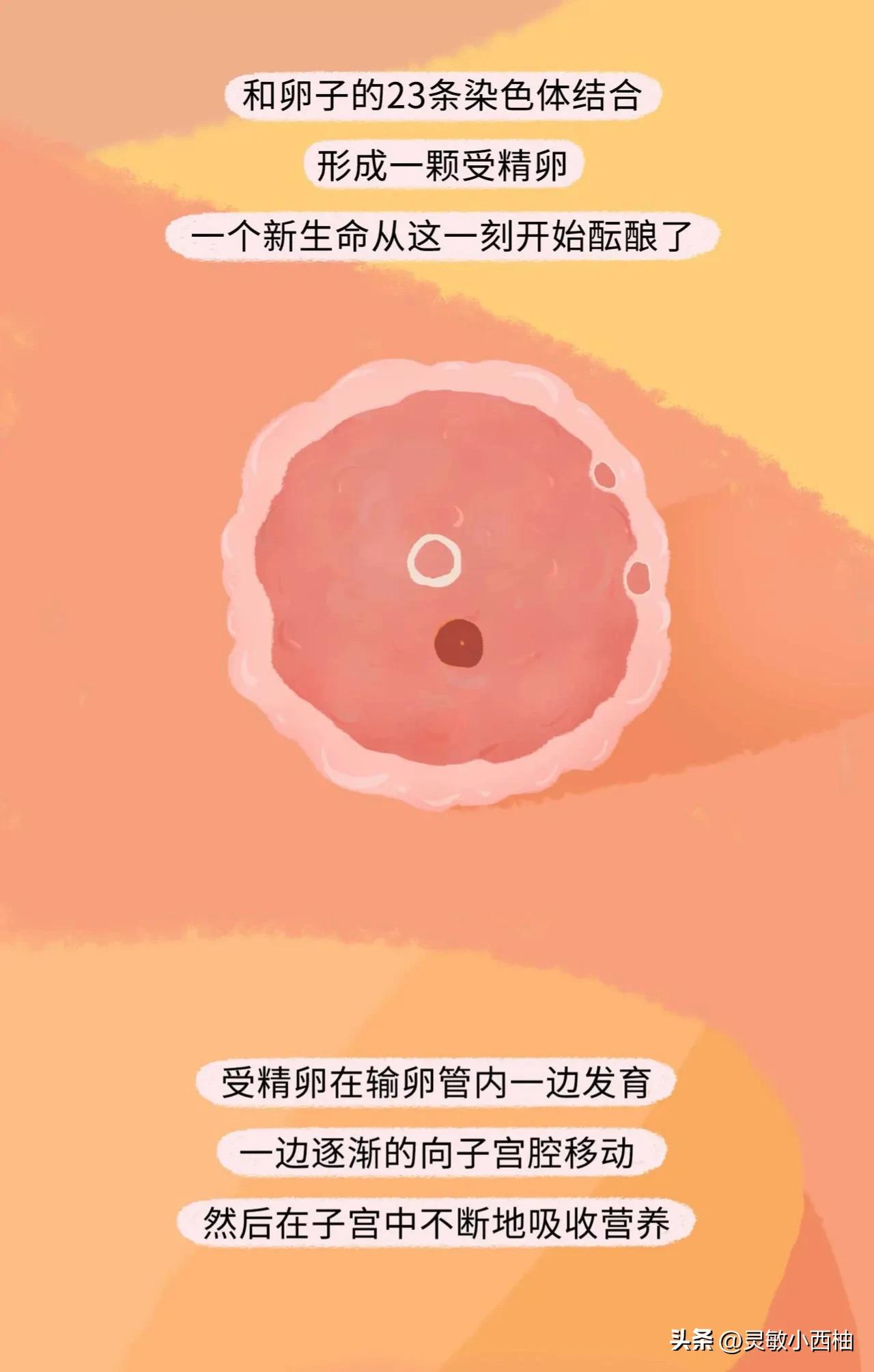 （漫画）精子进入女性体内的全过程，真的太神奇啦