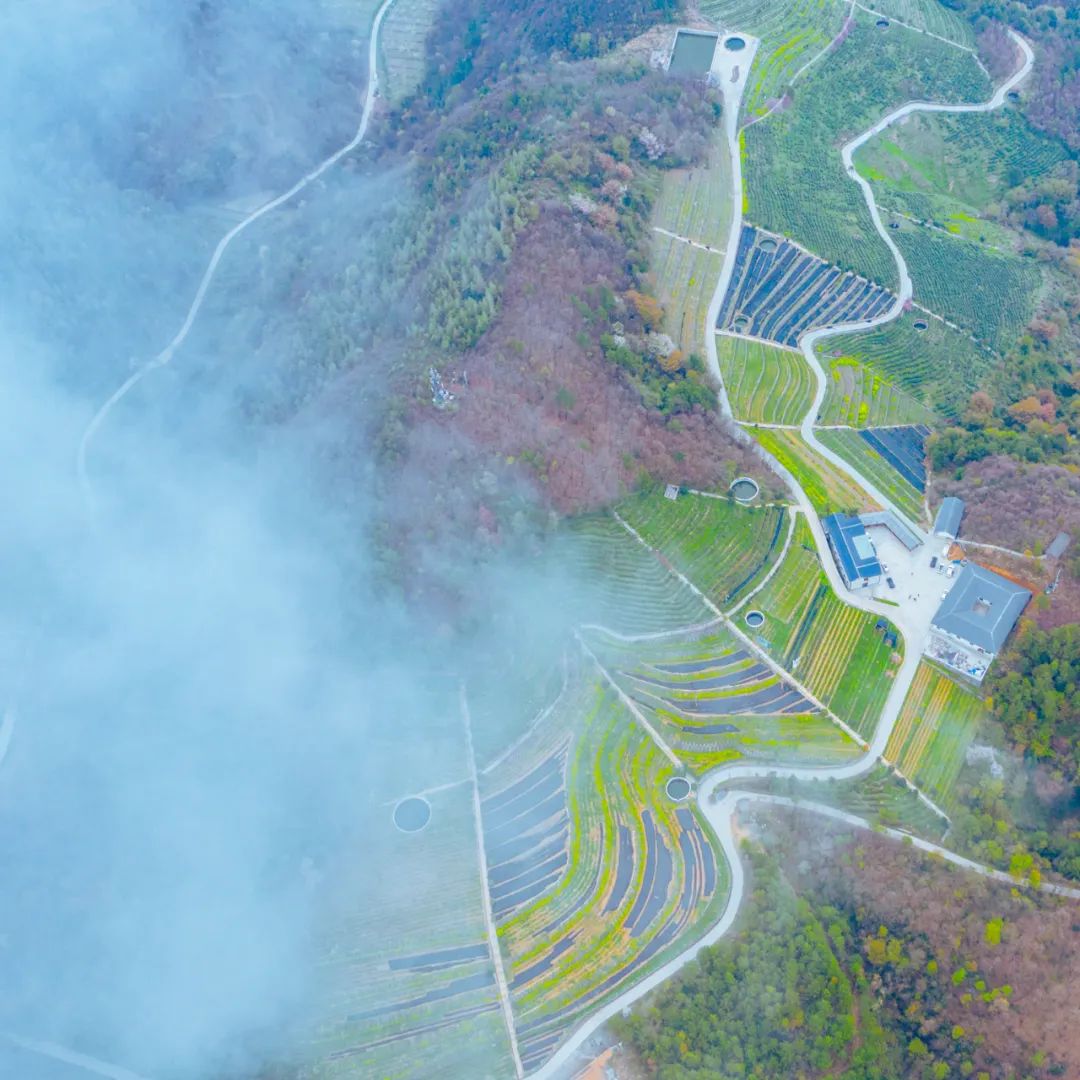 旺苍绿谷古道茶乡,旺苍千年古茶之乡