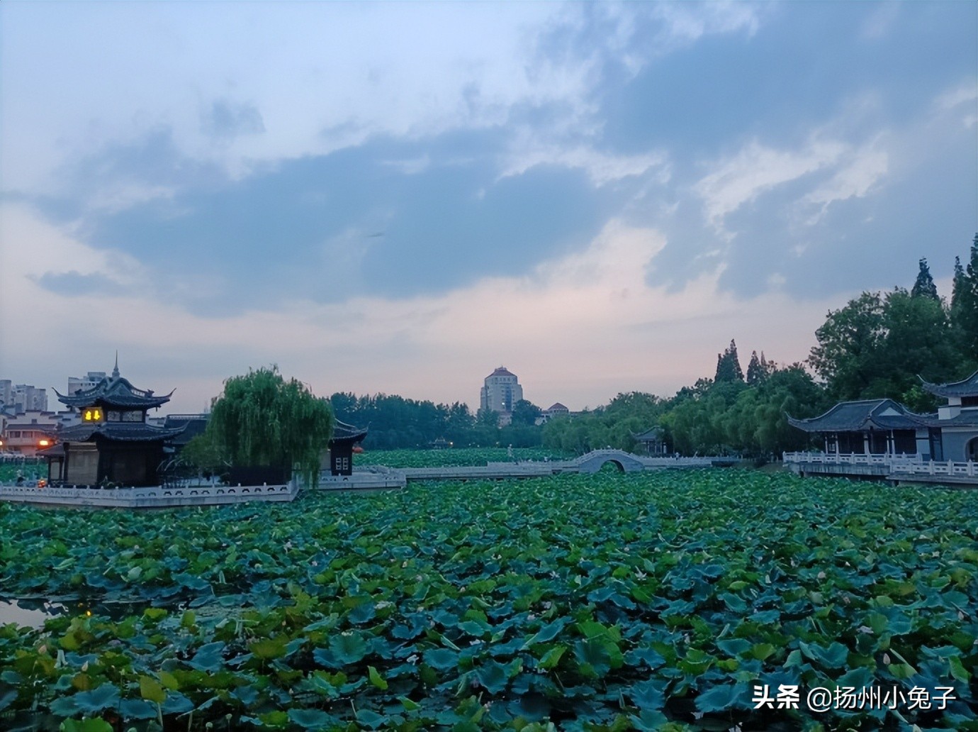 艾草生长的四个过程,艾草嫩根怎么长壮