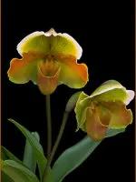 最美的100种兰花图片,欣赏一下最美的兰花