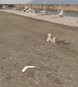 谷歌地图六条腿的狗,谷歌地图上发现的狗