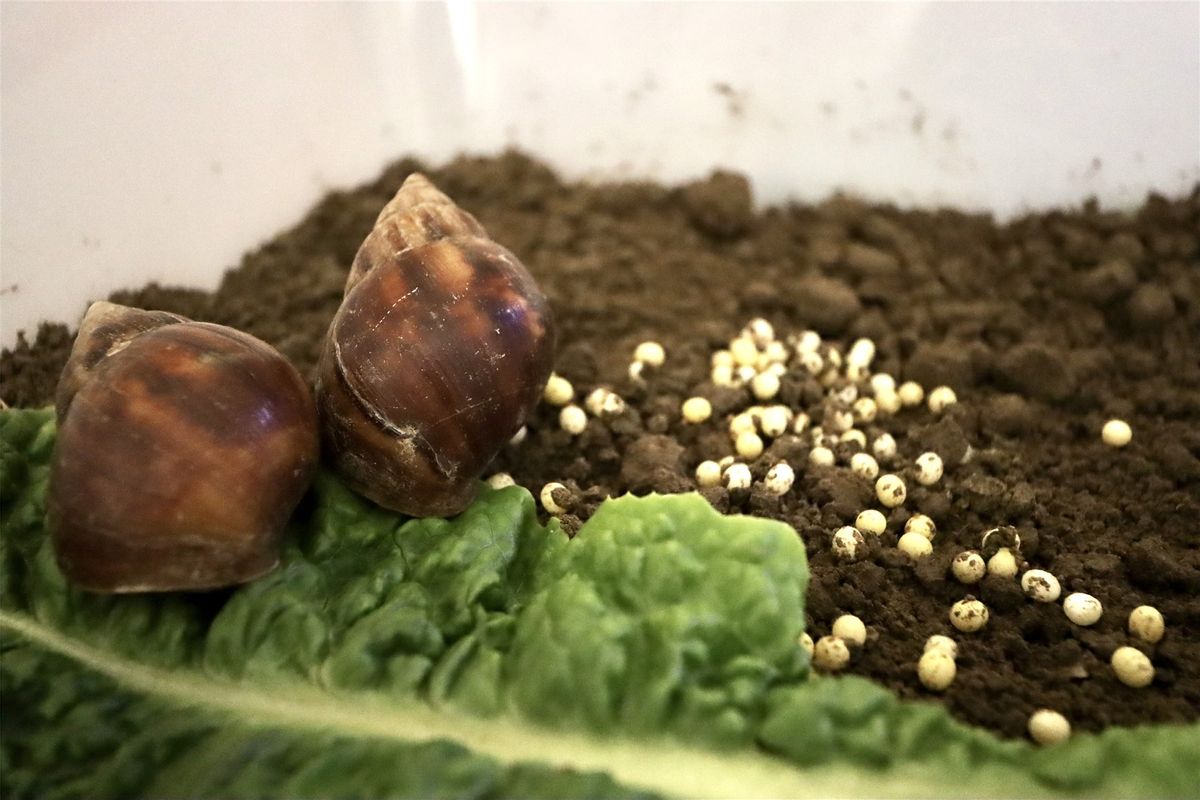 蜗牛可以做花肥吗,蜗牛做美容产品