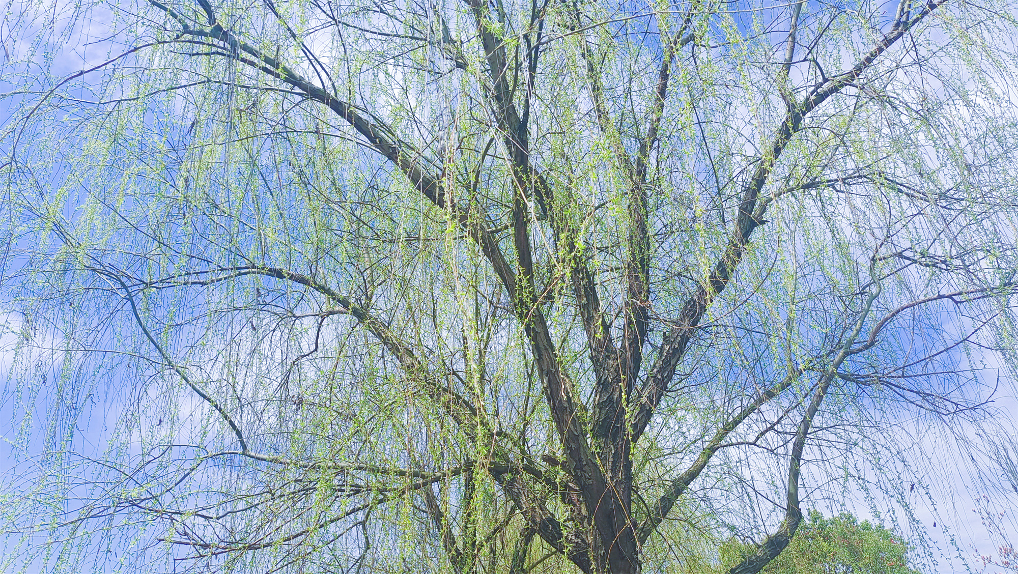 美丽吉安之风光系列：春天的柳树婀娜多姿美丽动人