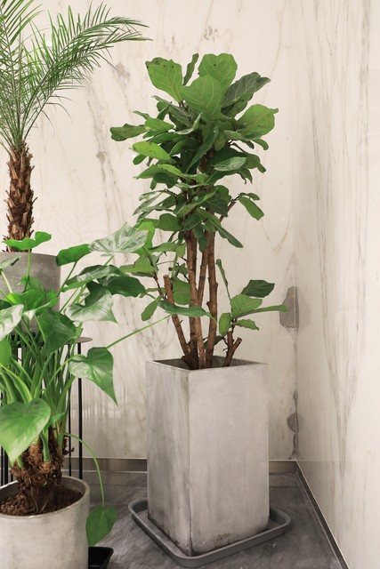 四种旺家旺宅的树,六种树旺宅三种树大忌