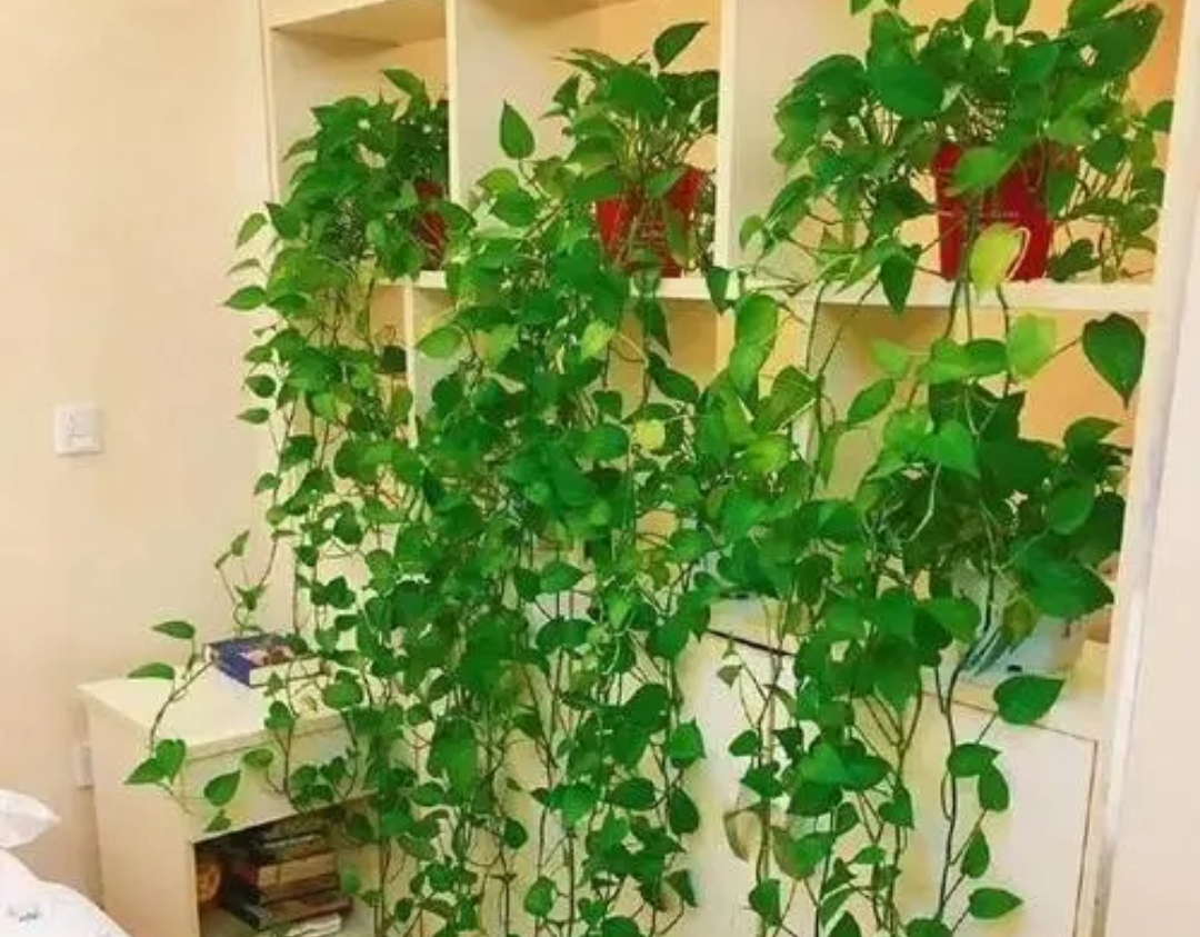 绿萝怎么养才能更旺盛不用肥料养,绿萝的浇水方法和注意事项图片