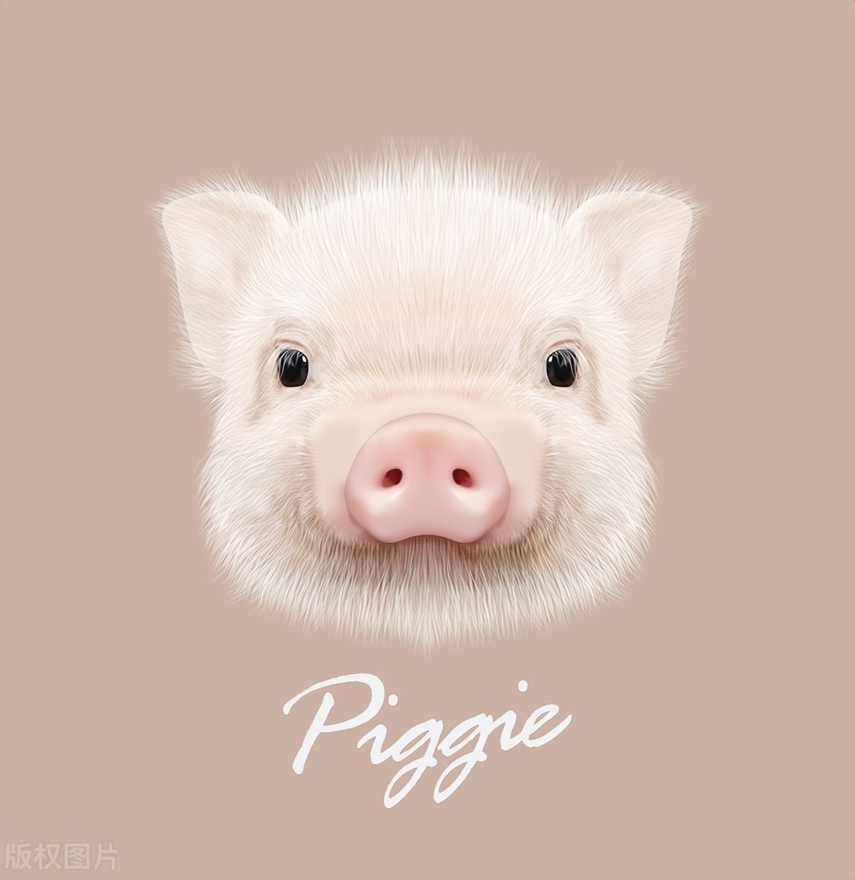 生肖猪的幸运色是什么样的,生肖猪一生中最亲的人是谁