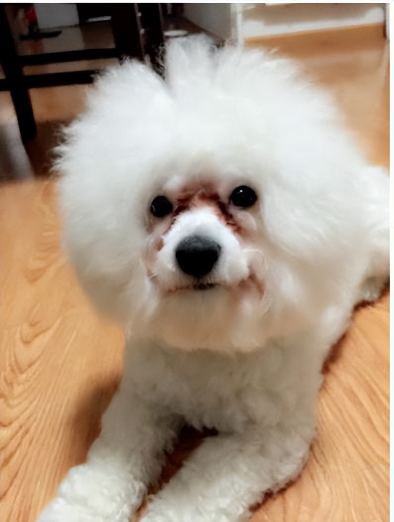 比熊犬泪痕处理方法,比熊犬泪痕特严重怎么办