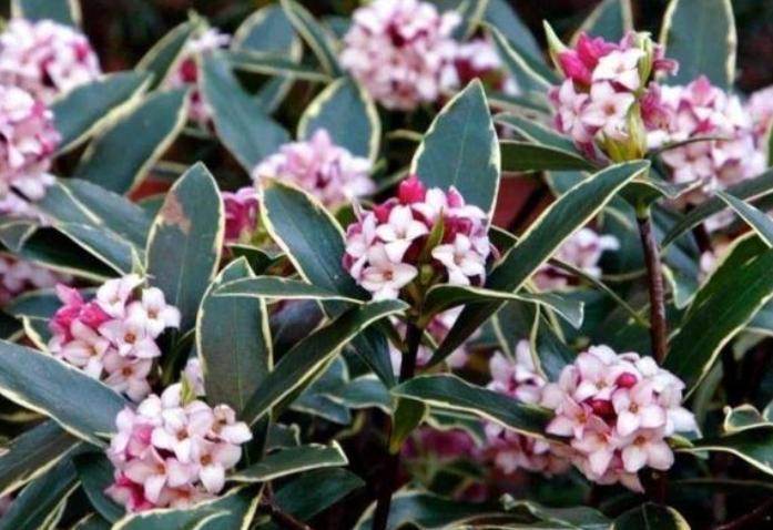 18种花卉的种子,100种最好养又好看的花