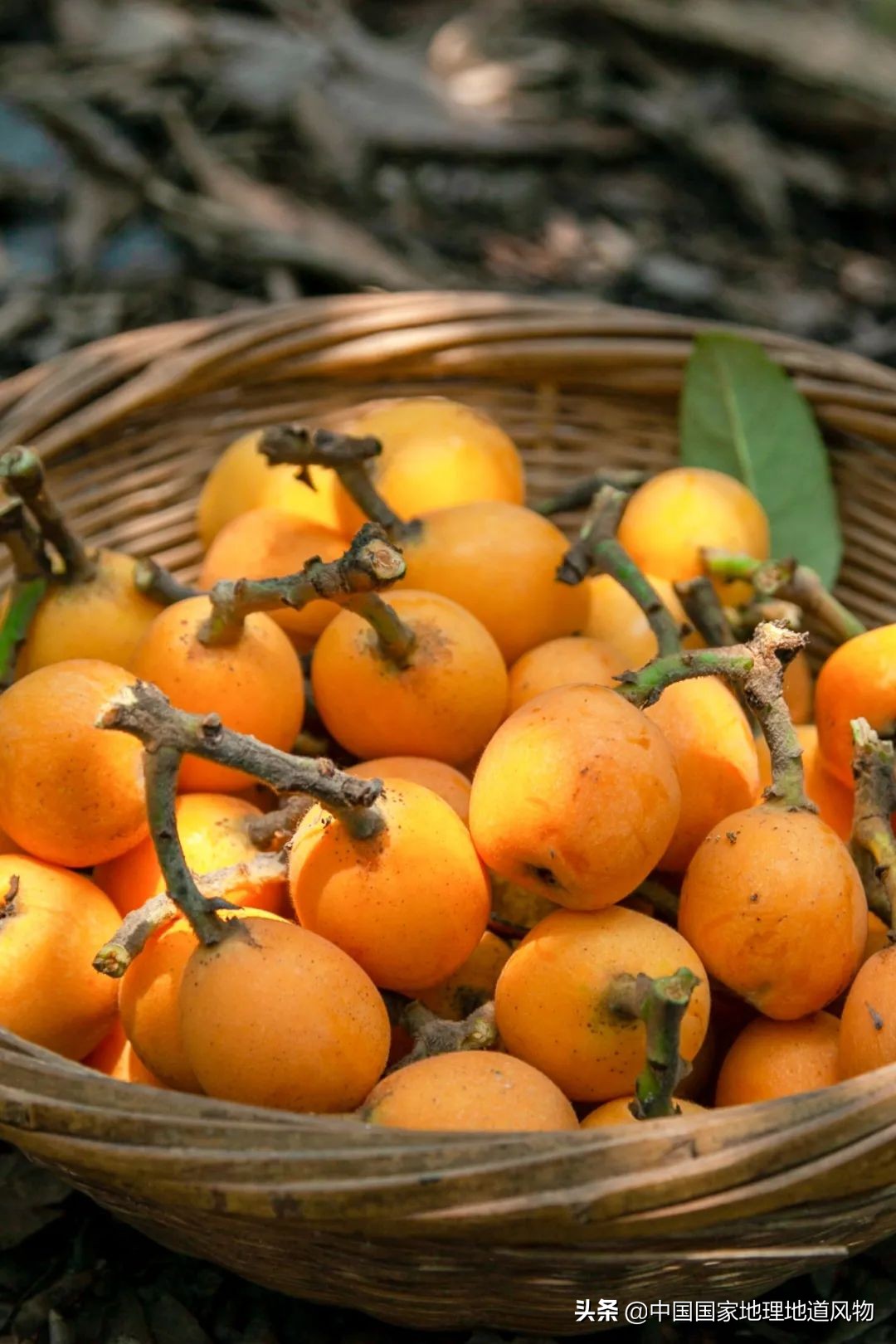 北方人认识枇杷吗,南方人有多爱嗦粉