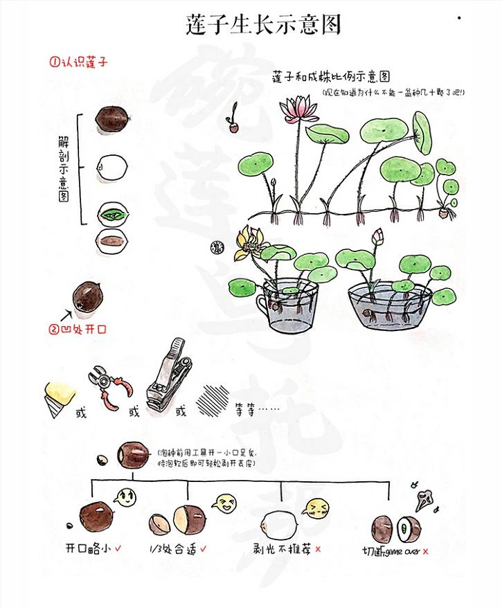 碗莲荷花的种植方法和注意事项,碗莲荷花种子怎么种用不用放化肥