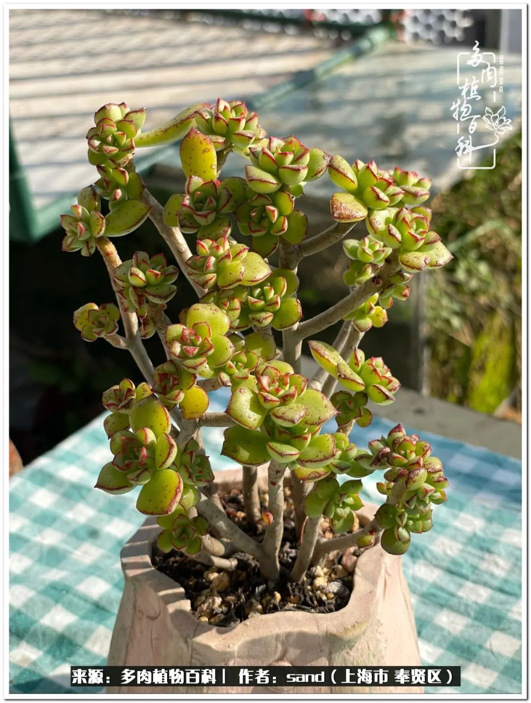 养点花草给生活添点乐趣,养点花花草草心情自然会好