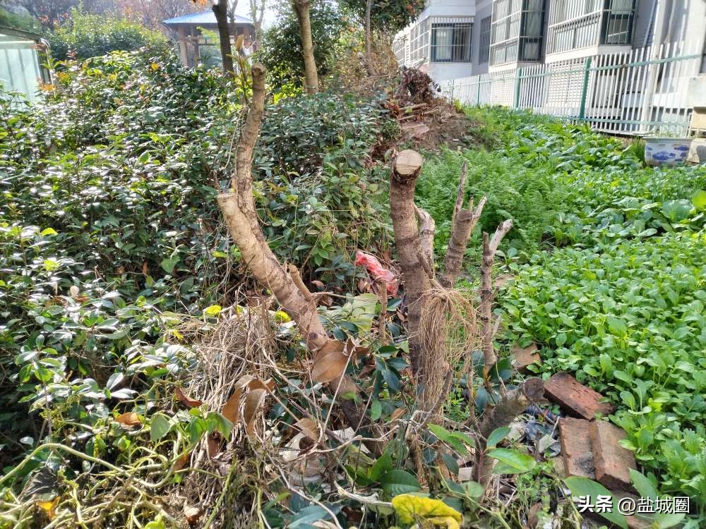 业主控诉小区脏乱,无人管理的小区脏乱差