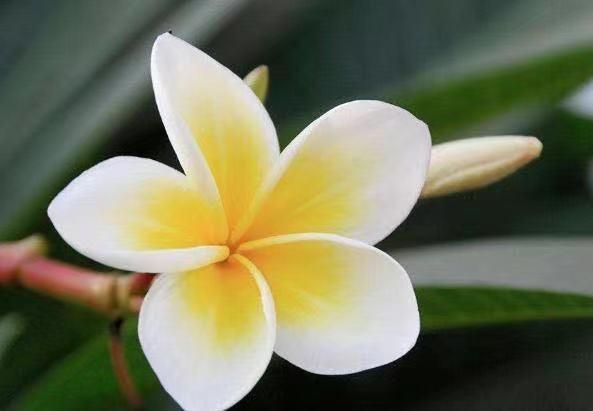 夏天什么花卉好看又好养,夏天最好养的花有哪些